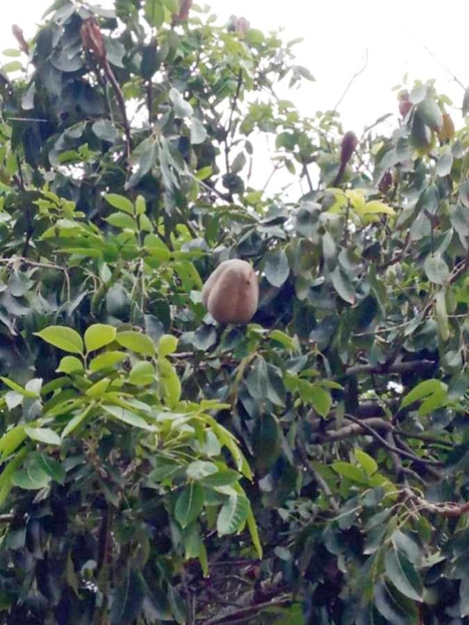 Swietenia humilis — search result for 'Honduras'