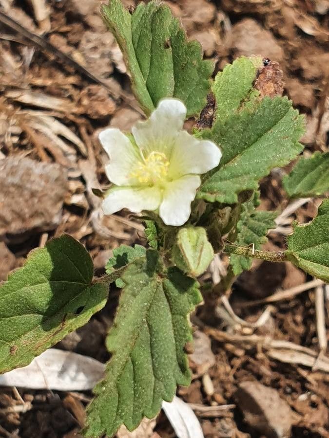 Sida alba — related species from the same genus