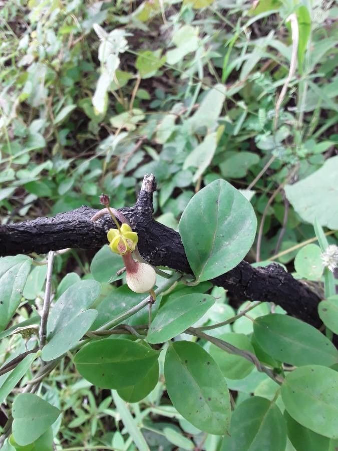 Ceropegia candelabrum flower