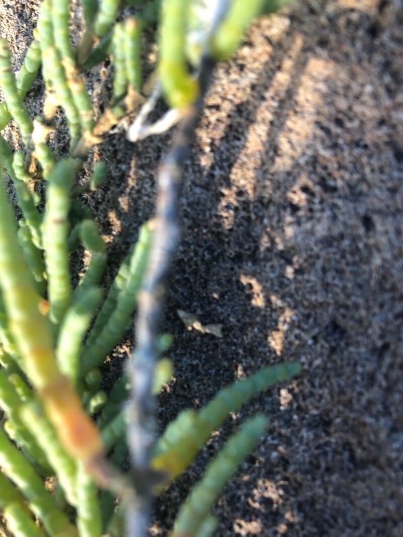 Salicornia perennis bark
