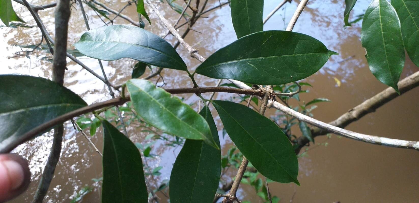 Bignonia noterophila — houseplant care guide