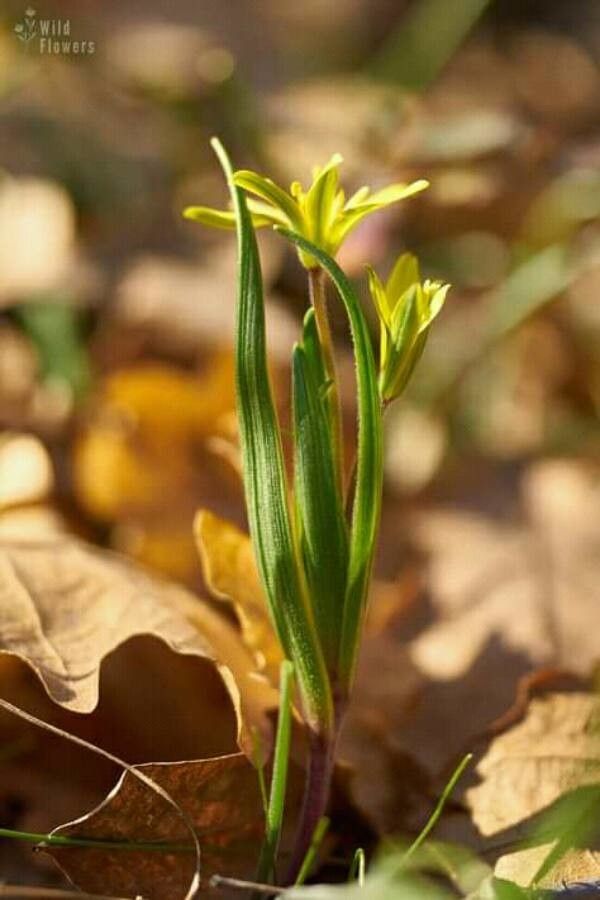 Gagea spathacea flower