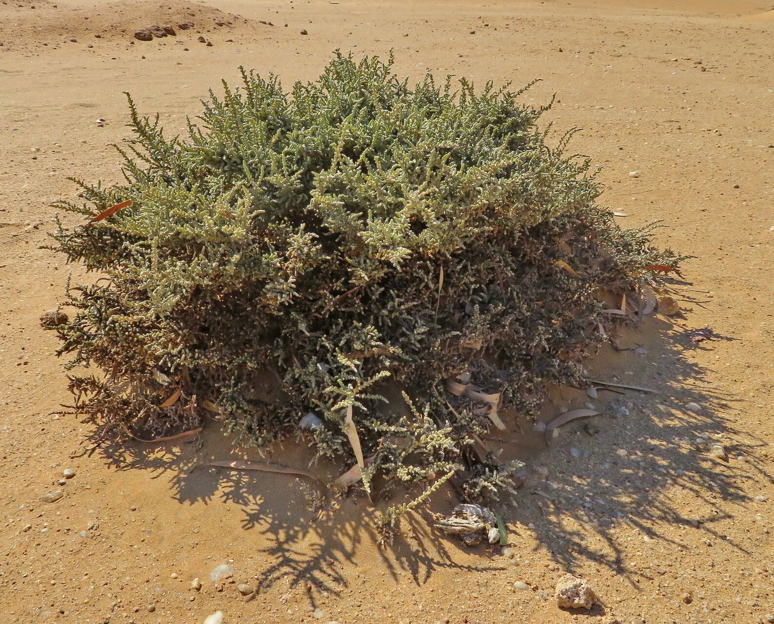 Caroxylon aphyllum habit