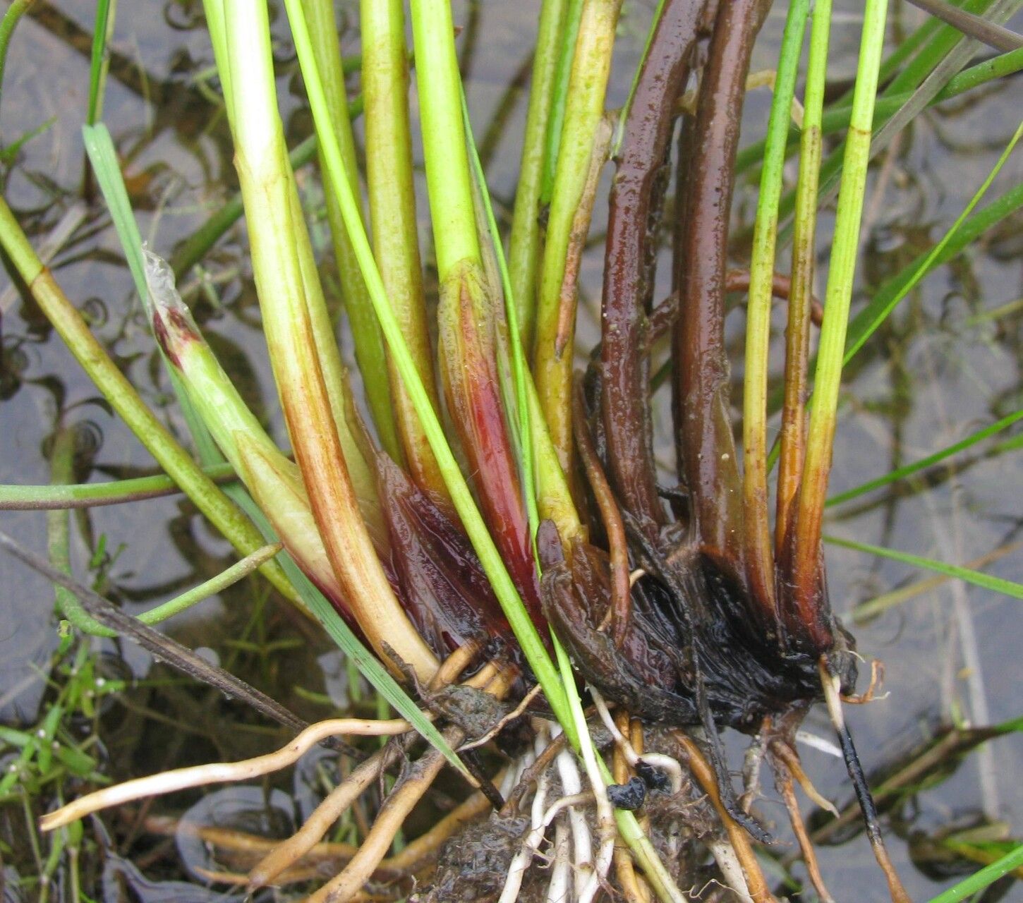 Eleocharis limosa bark
