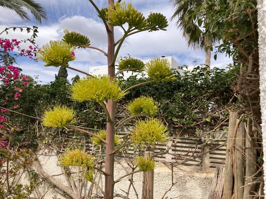 Agave demeesteriana flower