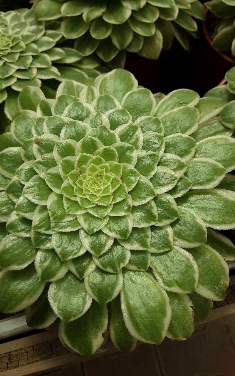Aeonium tabulaeforme — search result for 'Aeonium'