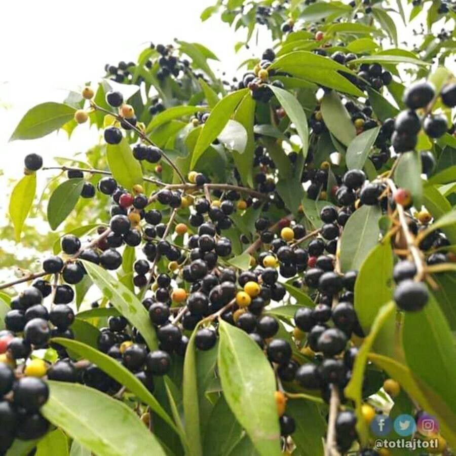 Calyptranthes pallens fruit