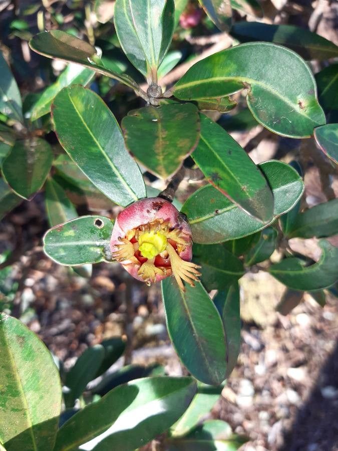 Montrouziera sphaeroidea flower
