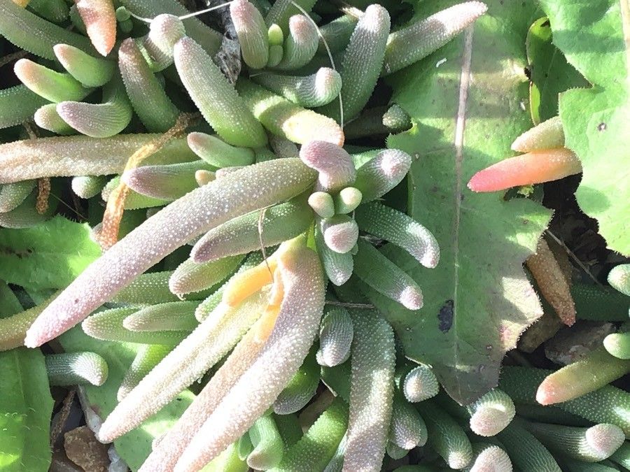 Delosperma aberdeenense