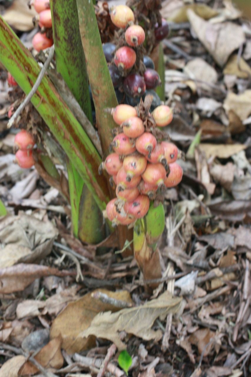 Renealmia alpinia fruit