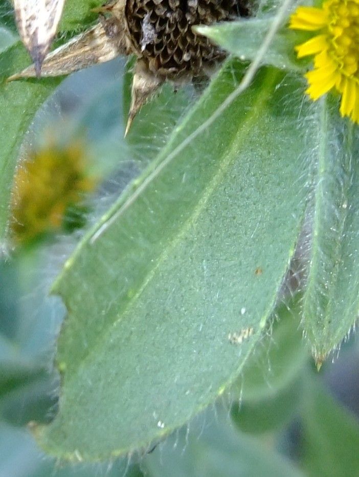 Vieraea laevigata leaf