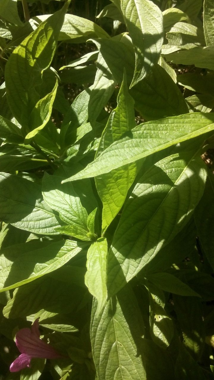 Ruellia macrantha — search result for 'Ruellia'