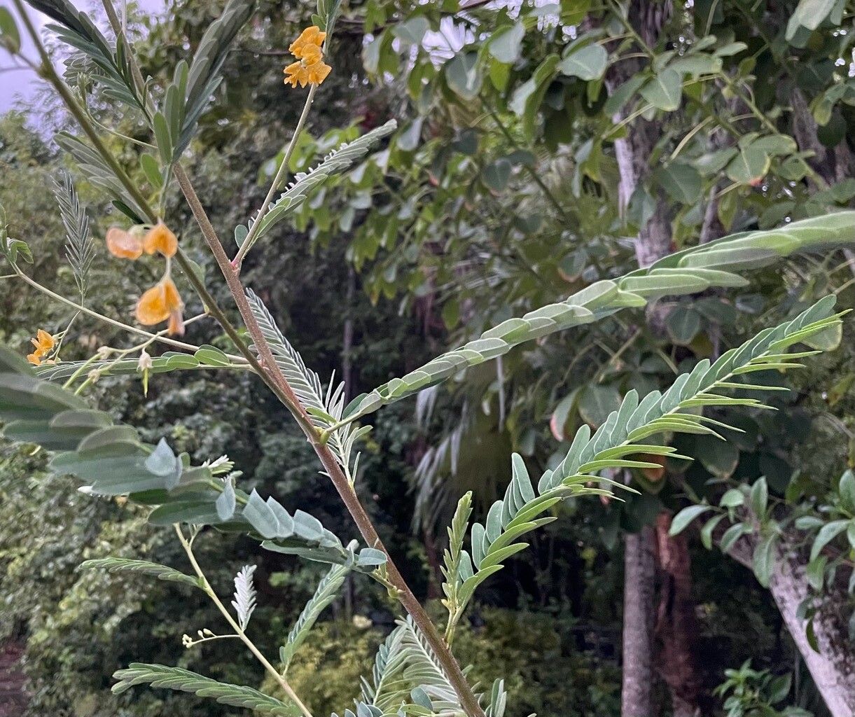 Sesbania sericea — search result for 'Sesbania'