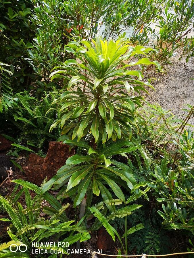 Virotia angustifolia leaf