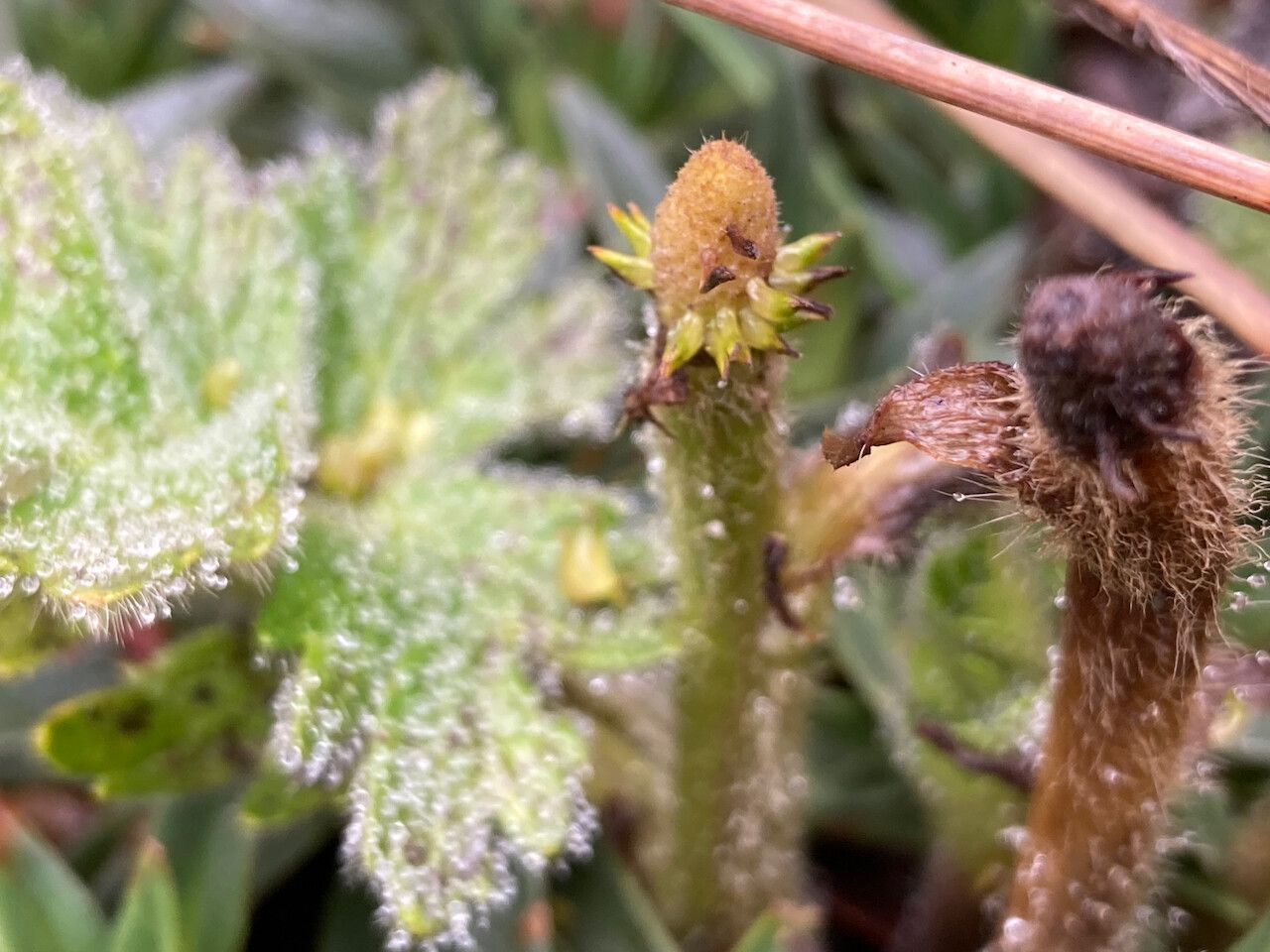 Ranunculus praemorsus fruit