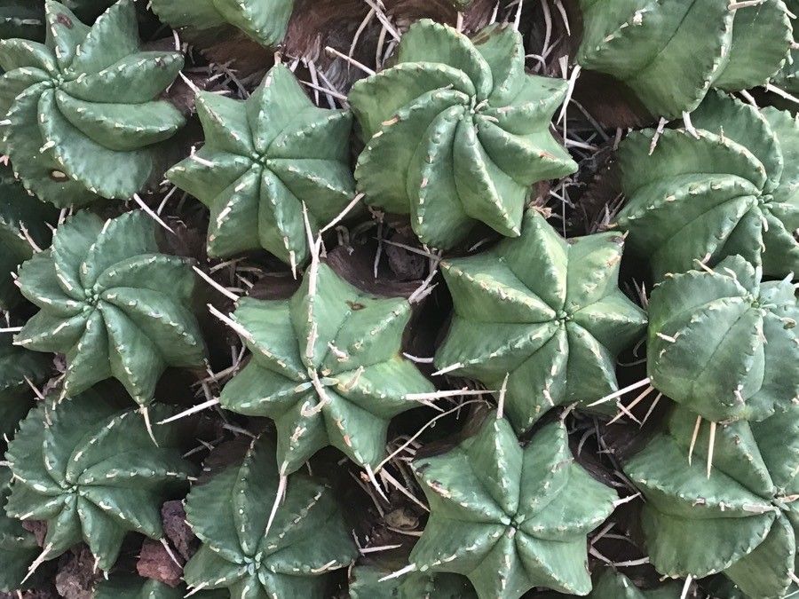 Euphorbia meloformis — houseplant care guide