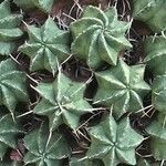 Euphorbia meloformis