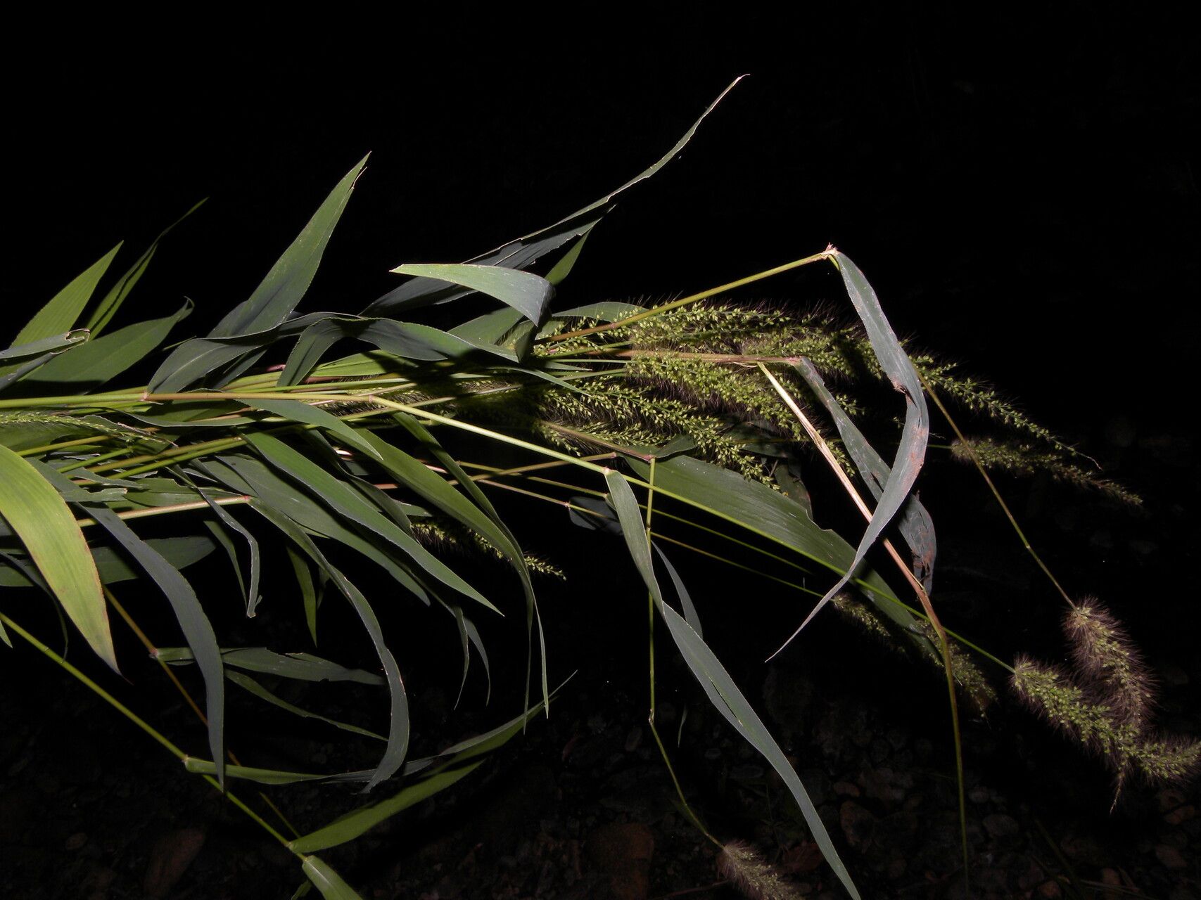 Setaria liebmannii habit