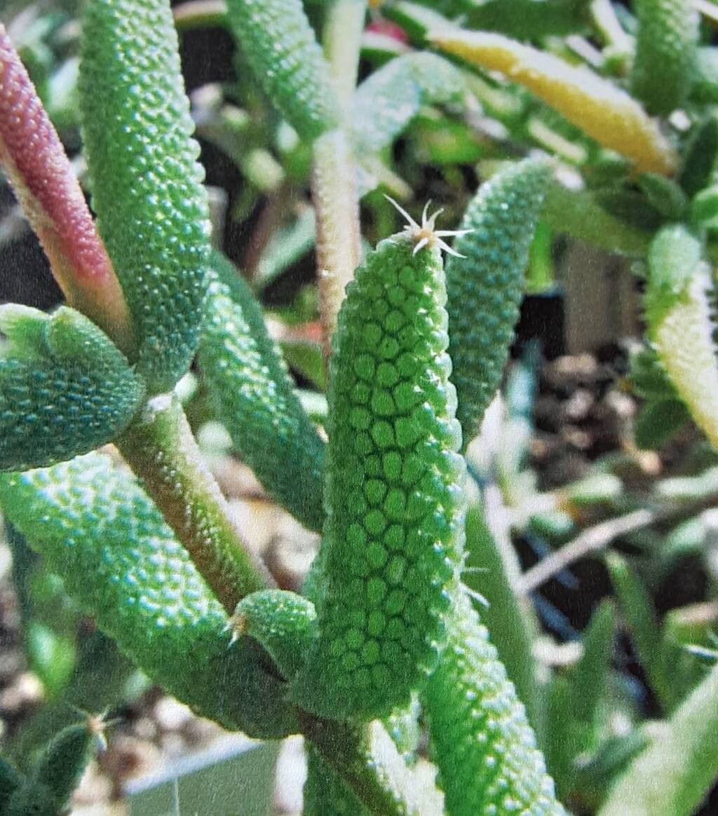 Trichodiadema introrsum — houseplant care guide