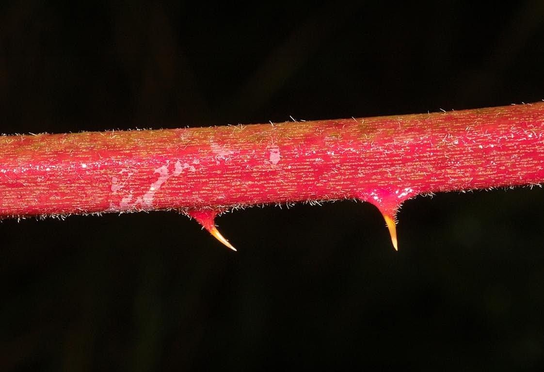 Rubus elatior bark
