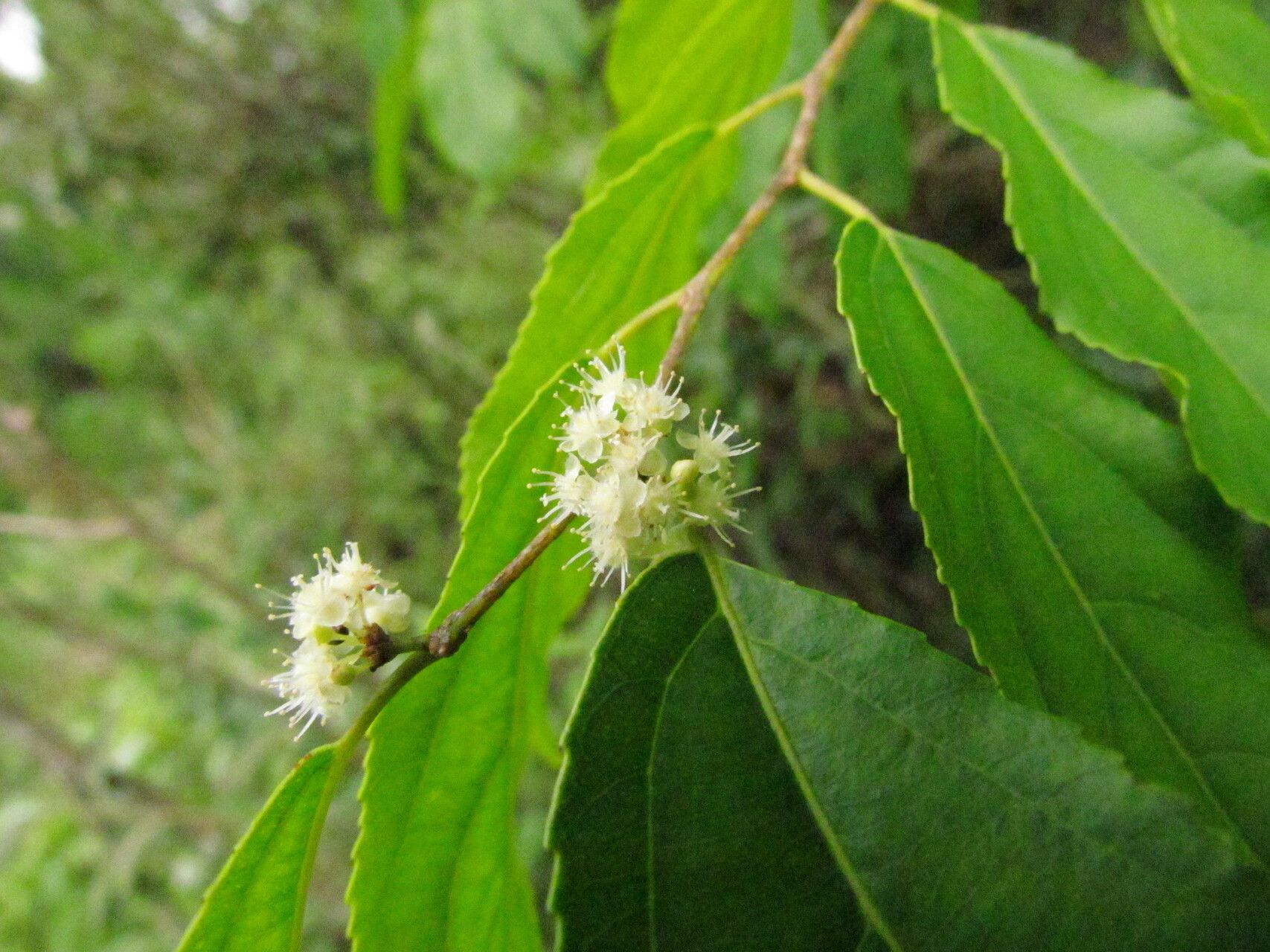Casearia obliqua flower