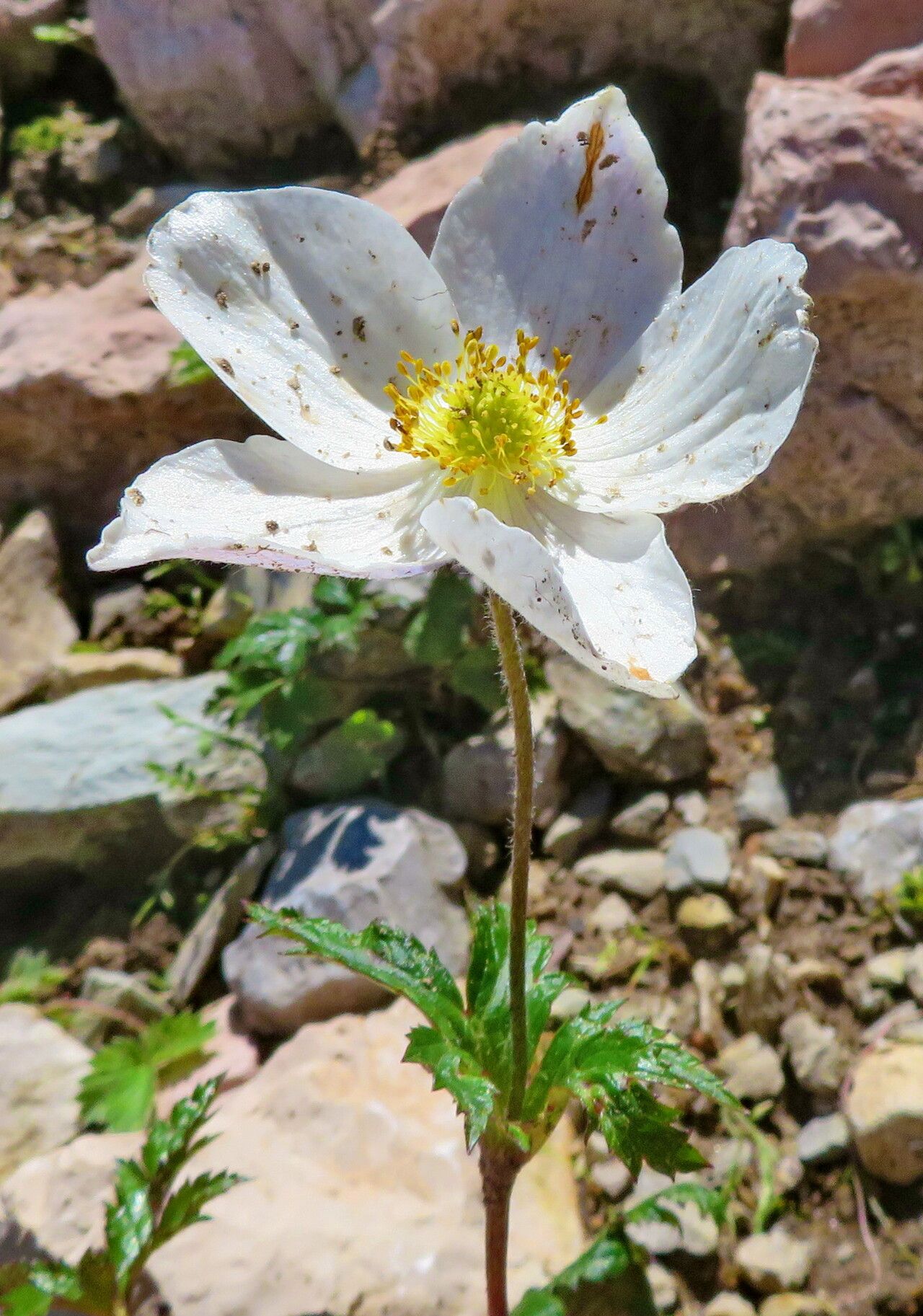 Eriocapitella rupicola flower