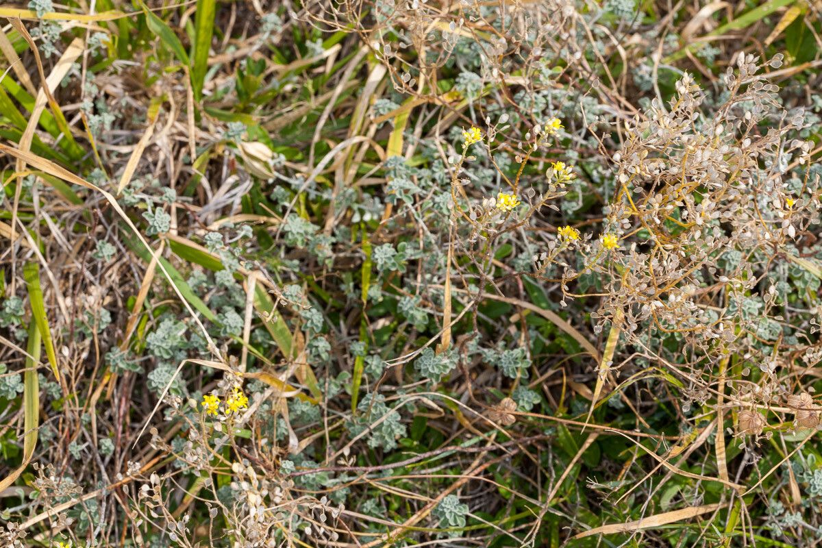 Alyssum argenteum leaf