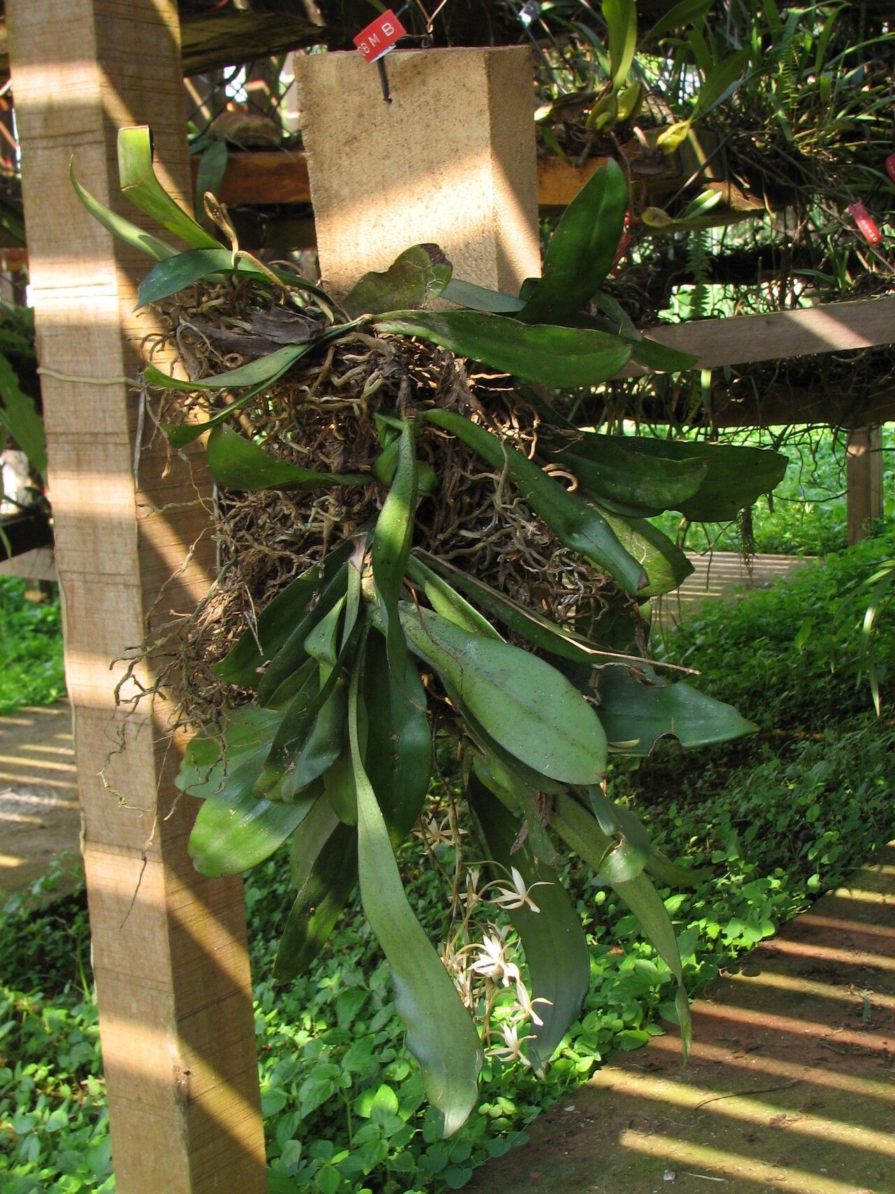 Aerangis collum-cygni habit