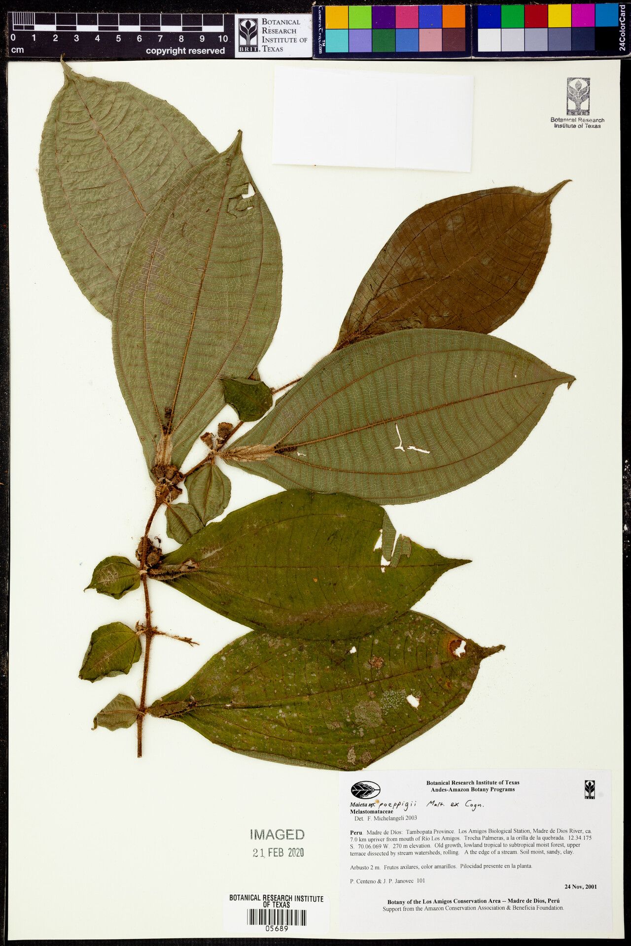Miconia alternidomatia other