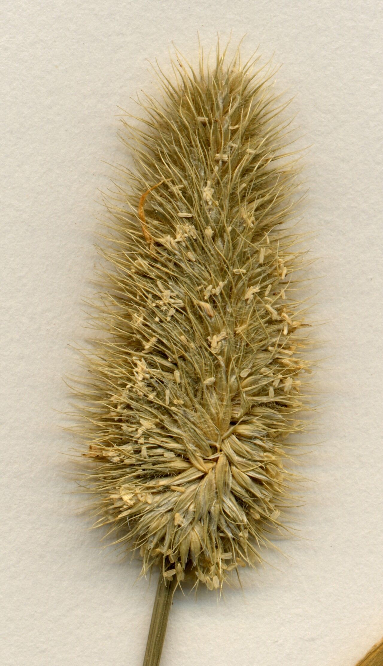 Festuca membranacea flower