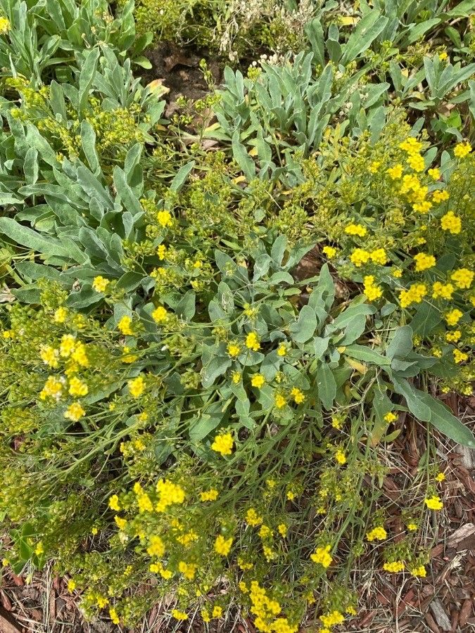 Aurinia petraea flower