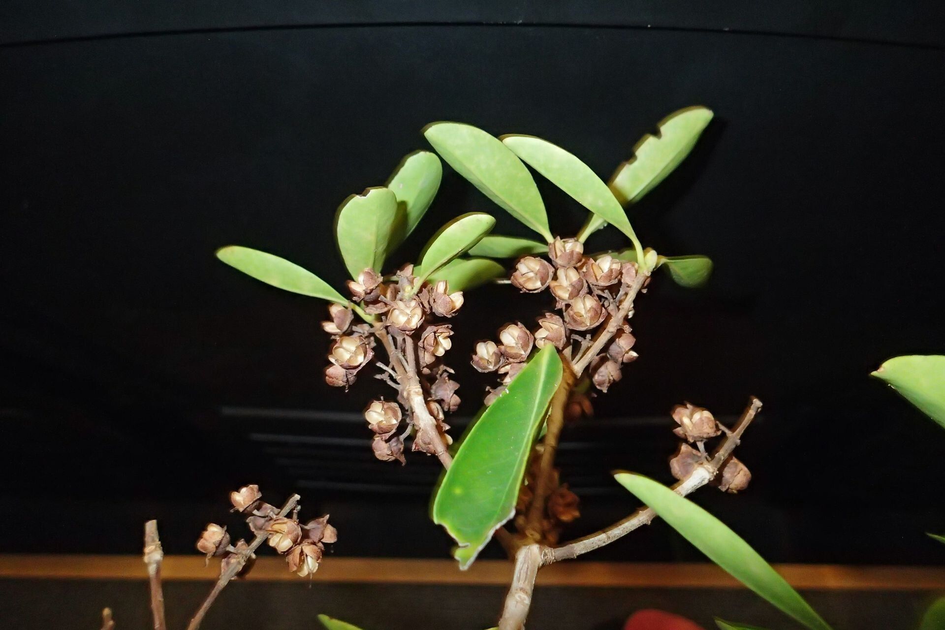 Metrosideros elegans fruit