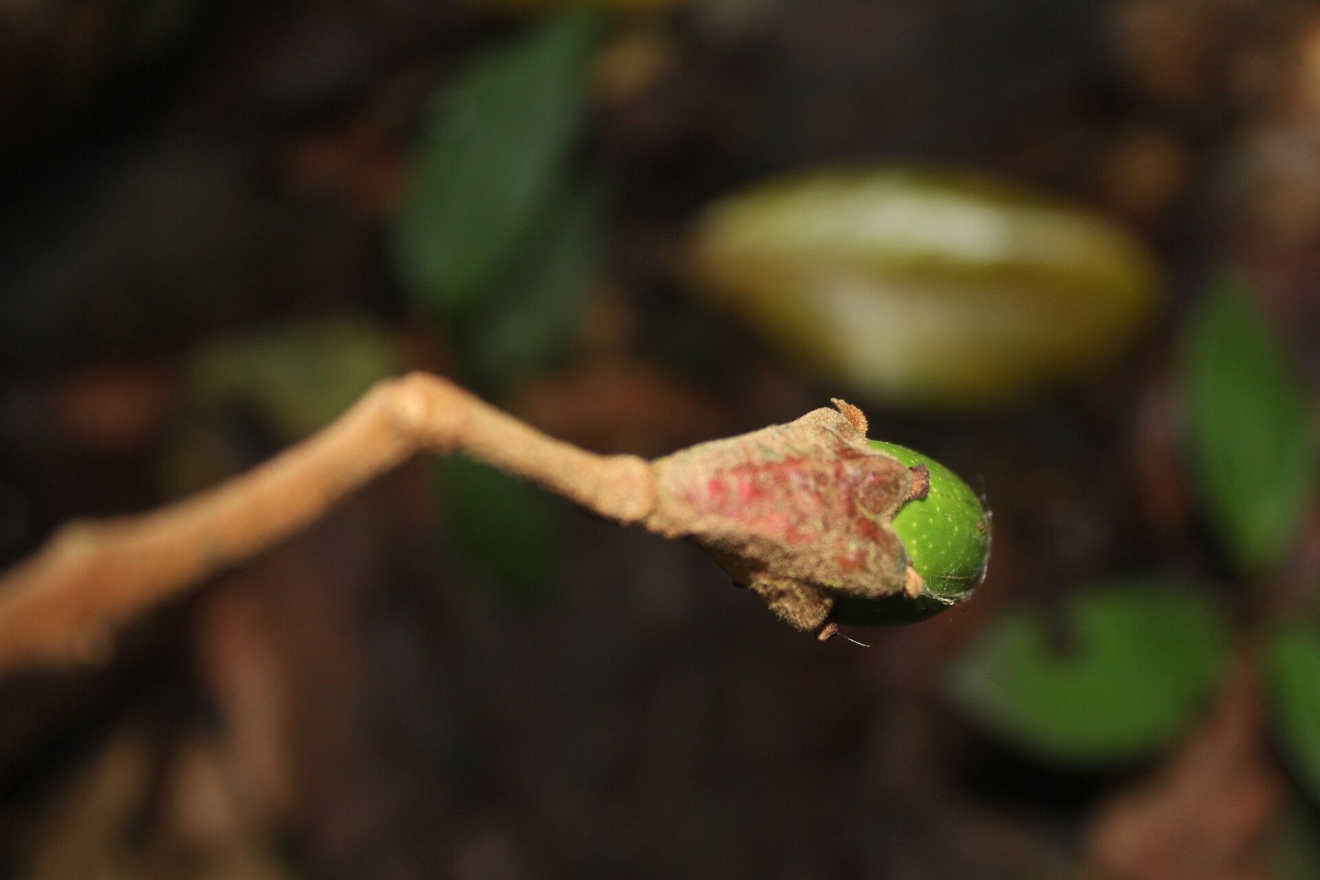 Ocotea gomezii fruit