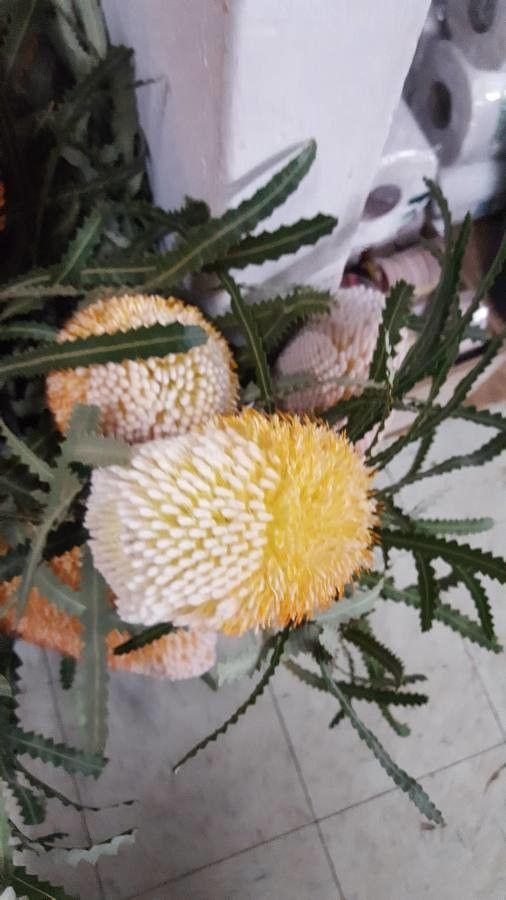 Banksia victoriae — search result for 'Banksia'