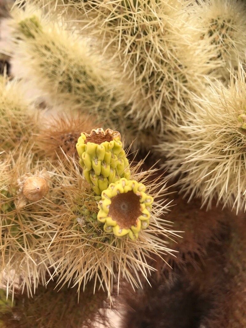 Cylindropuntia bigelovii flower