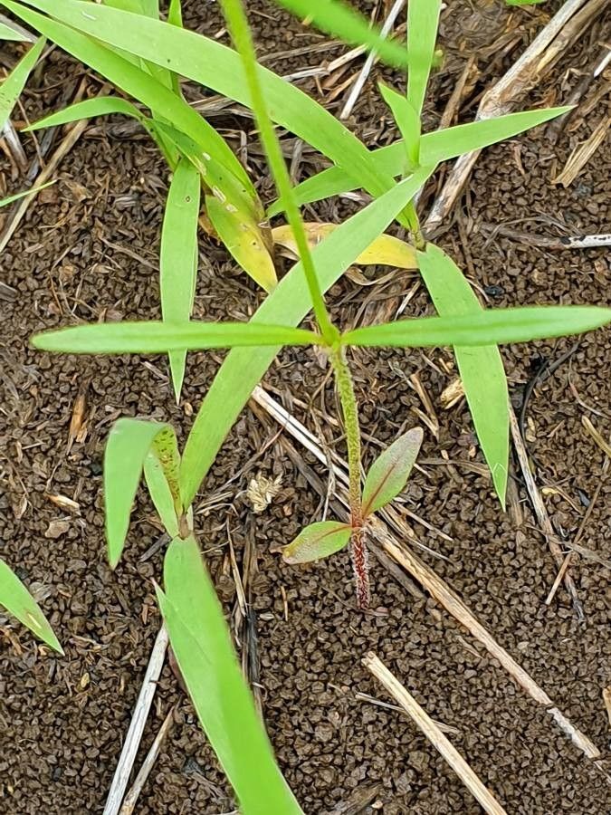 Oldenlandia lancifolia — houseplant care guide