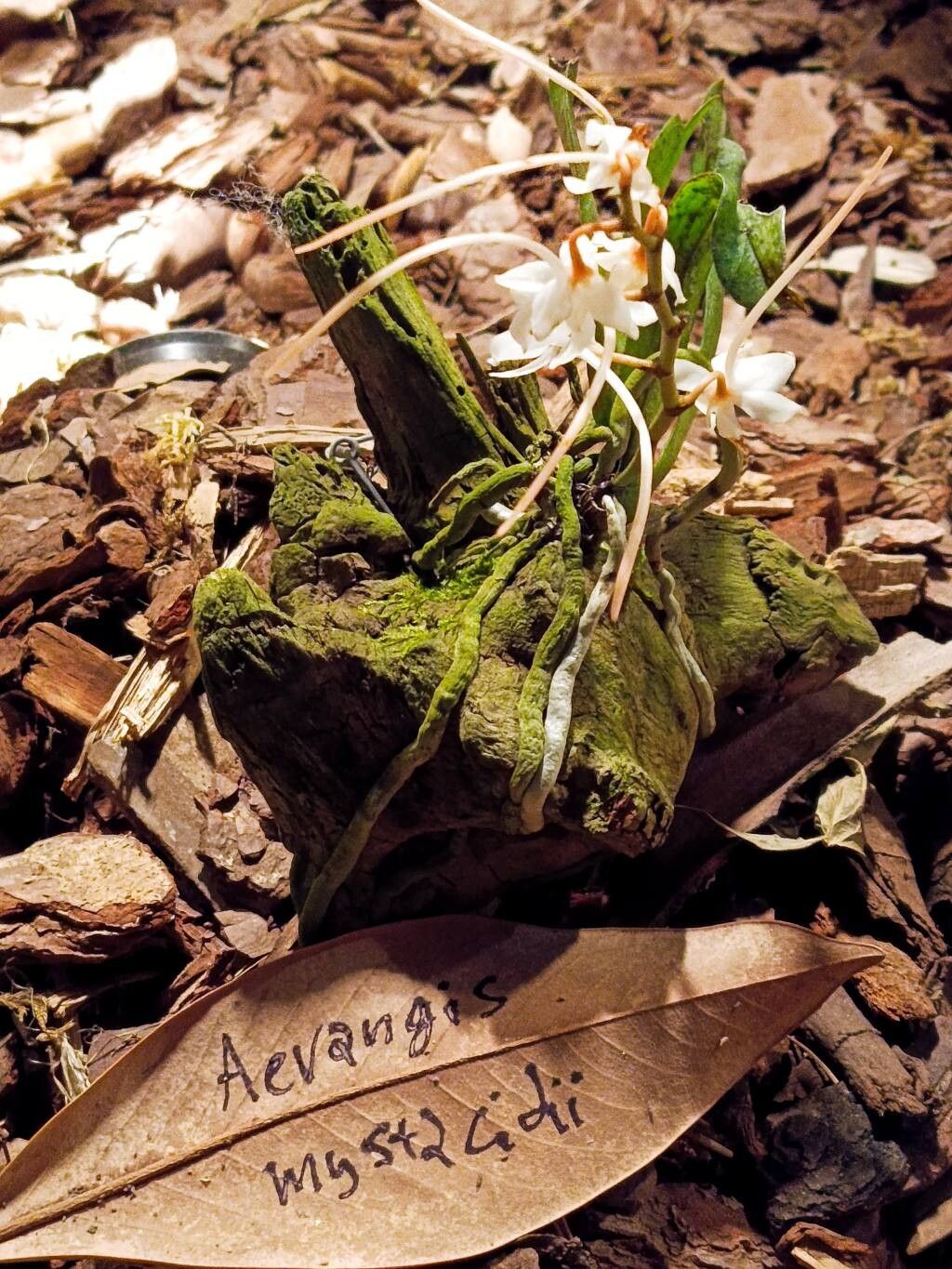 Aerangis mystacidii flower