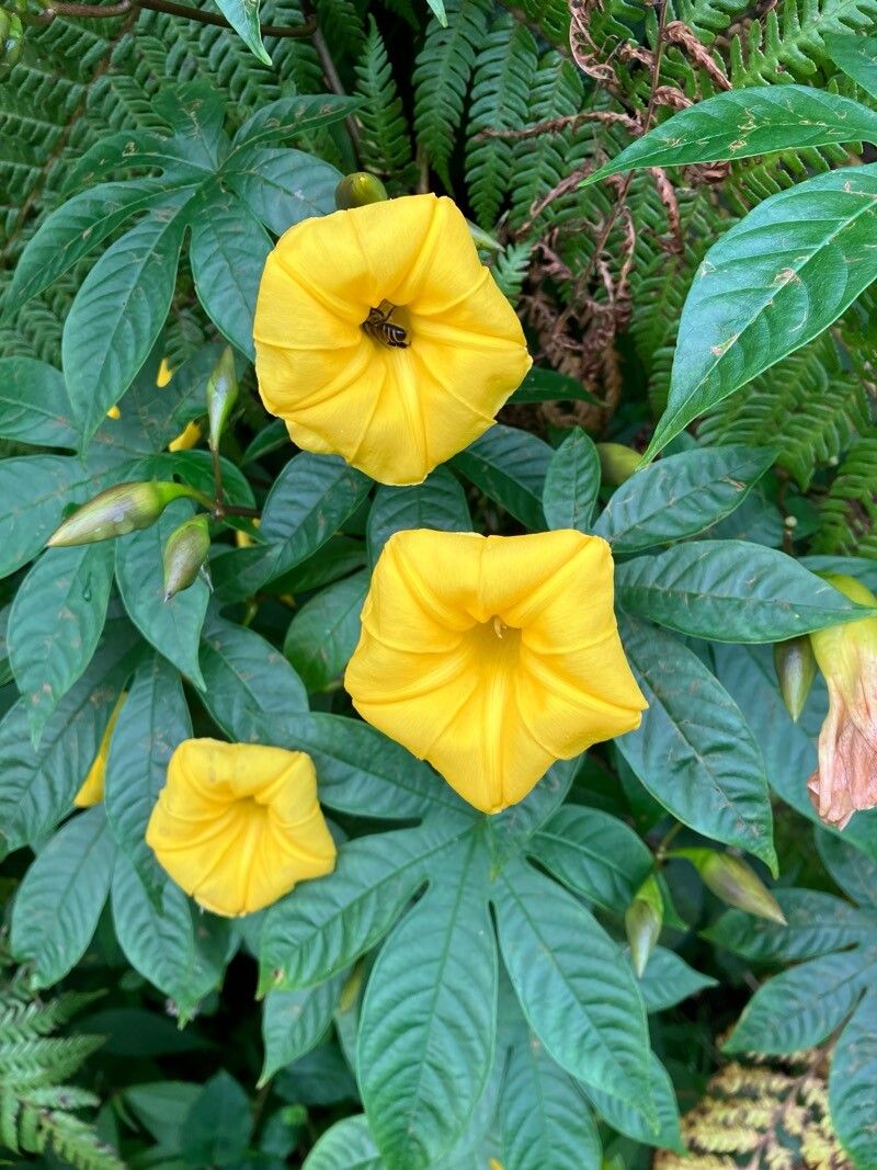 Distimake tuberosus flower