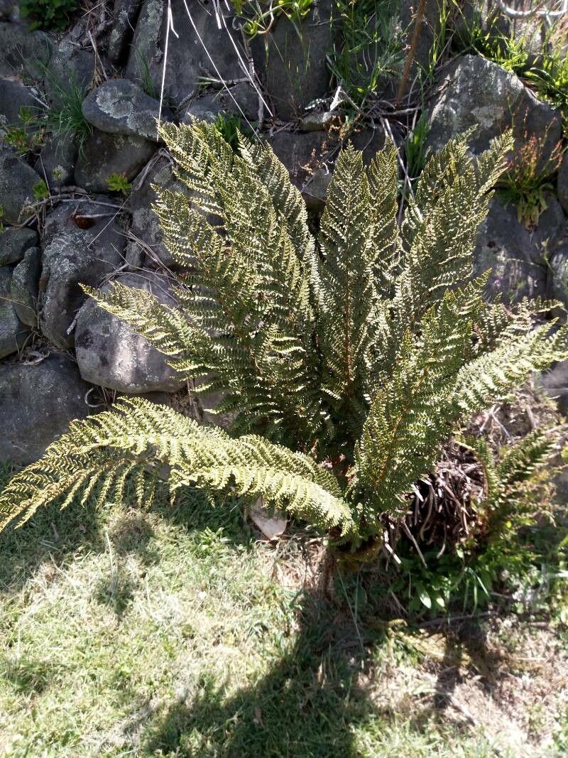 Alsophila vieillardii — houseplant care guide