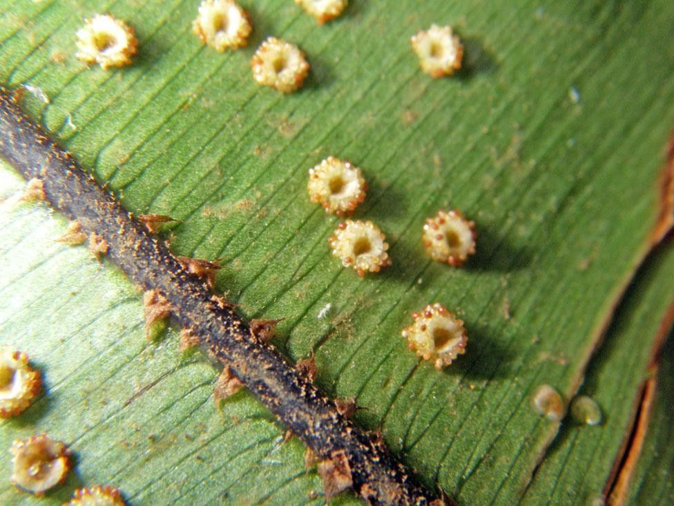 Oleandra articulata fruit