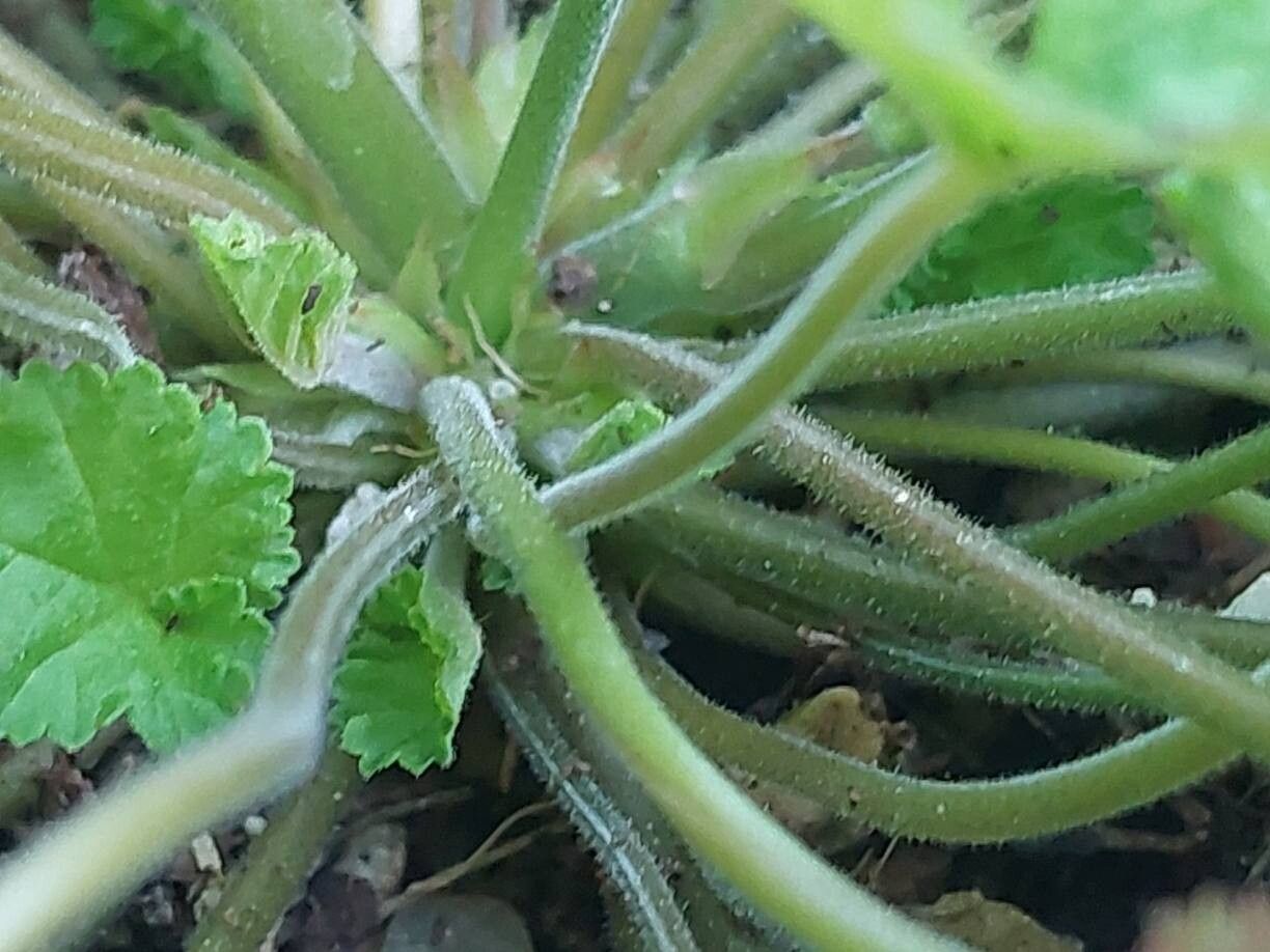 Pelargonium madagascariense bark