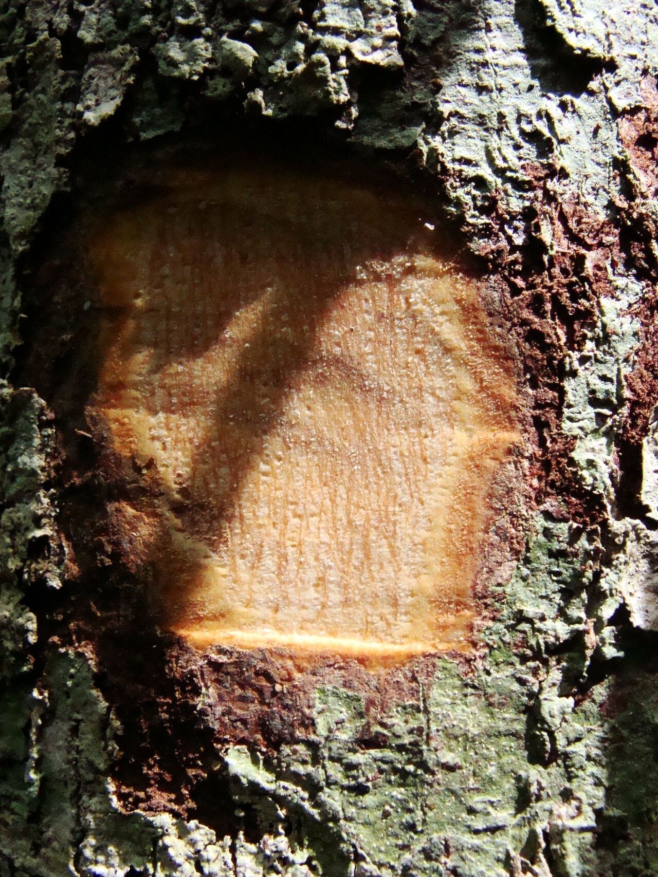Cryptocarya elliptica bark
