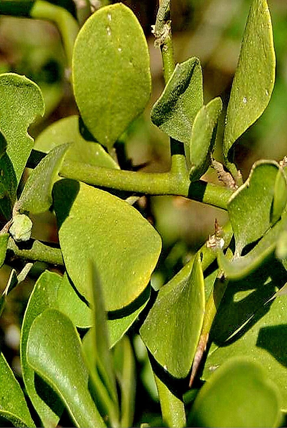 Balanites pedicellaris — related species from the same genus
