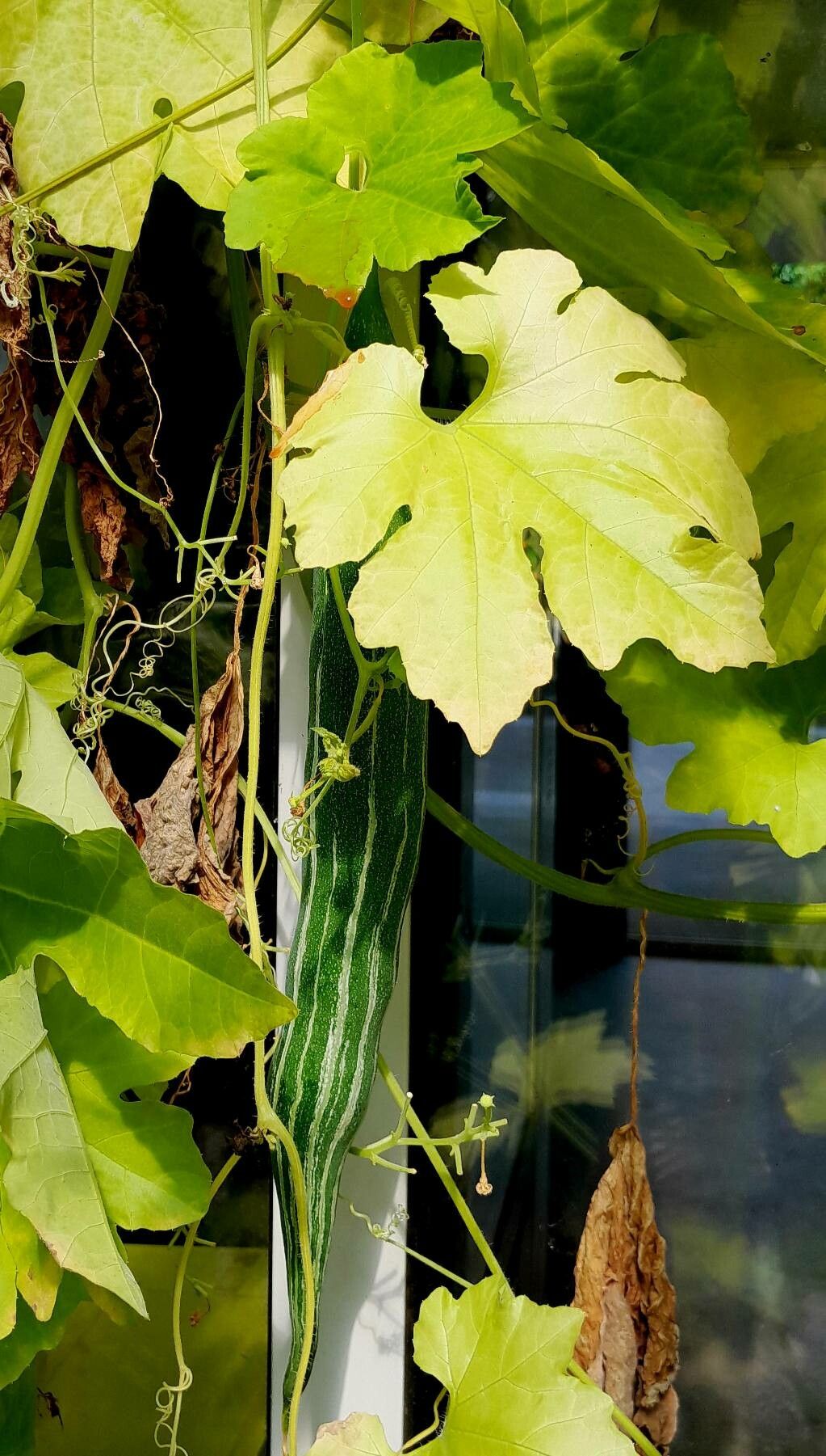 Trichosanthes cucumerina leaf