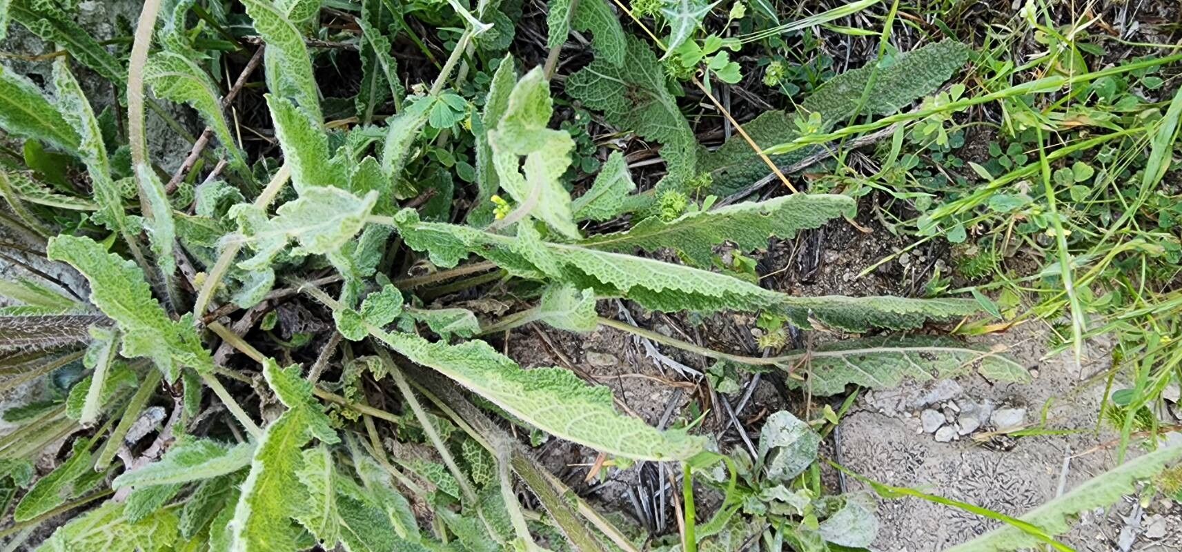 Salvia palaestina — houseplant care guide