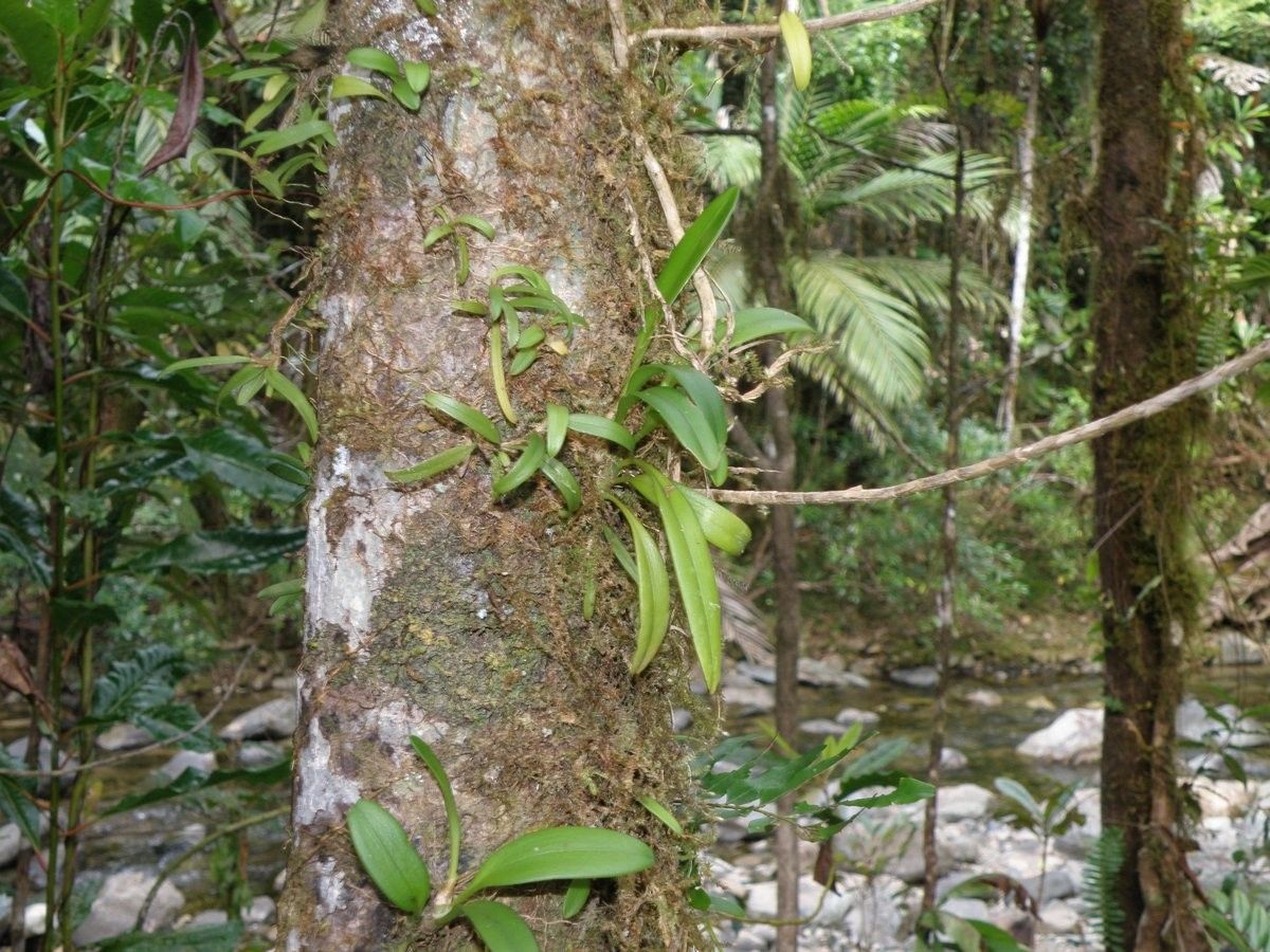 Bulbophyllum samoanum bark