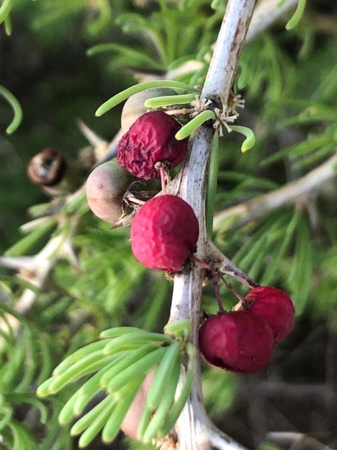 Asparagus maritimus fruit