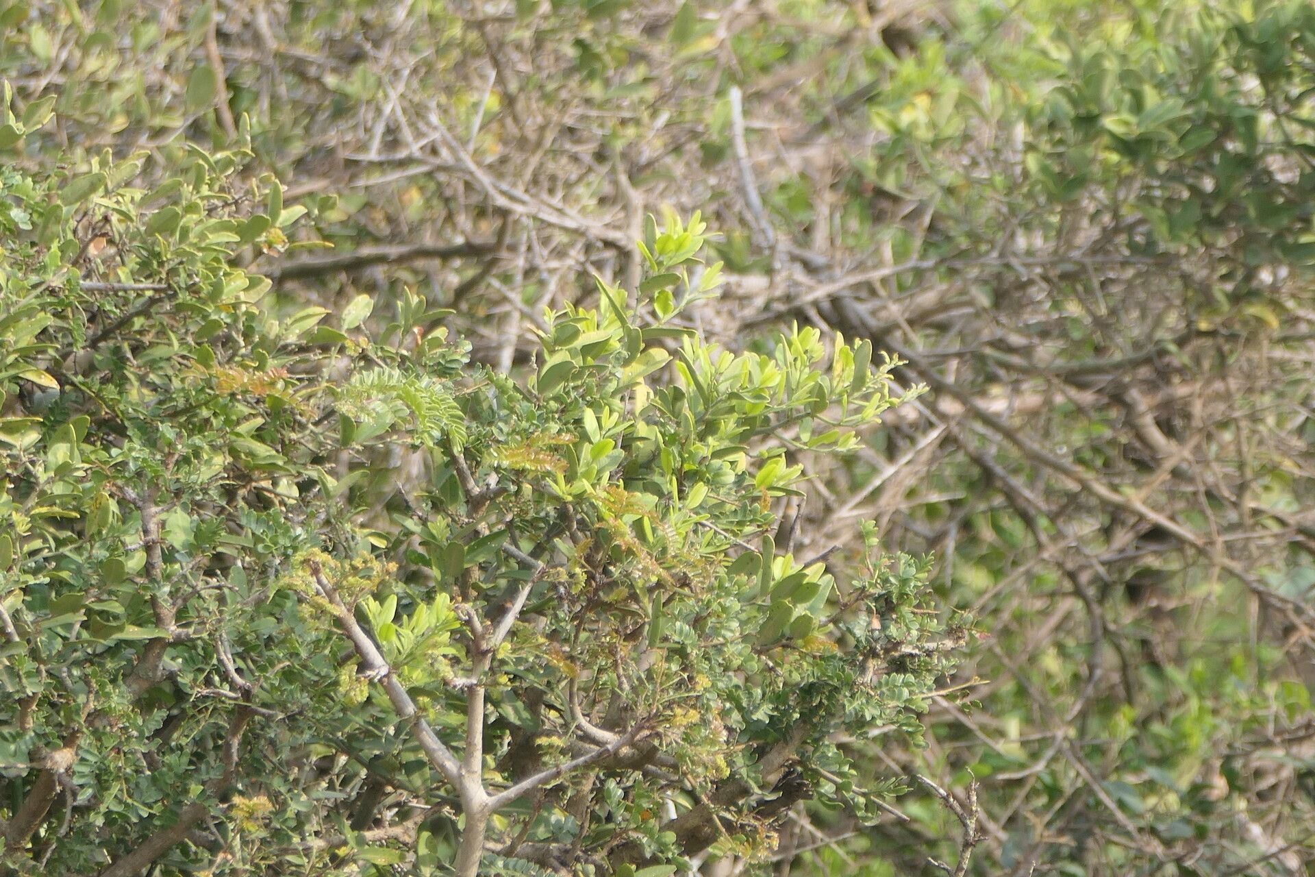 Capparis sepiaria — search result for 'Capparis'