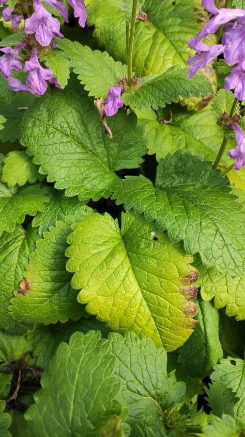 Betonica macrantha leaf