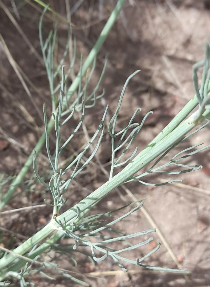 Thelesperma megapotamicum — houseplant care guide